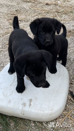 Щенок в добрые руки