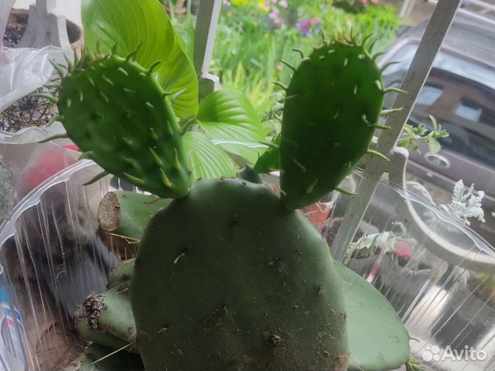 Кактус Опунция садовая (южнобережная)