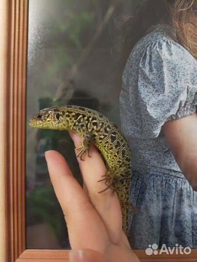 Ящерица зелёная, самец