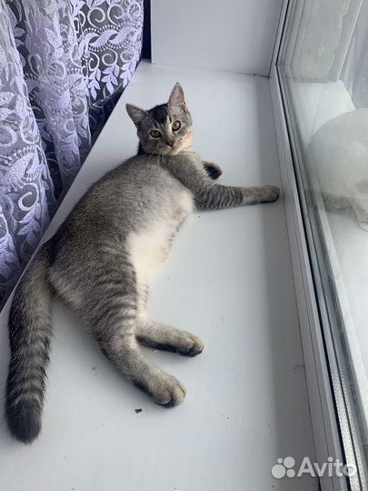 Кот и кошка