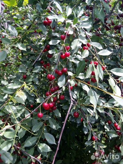 Вишня любская саженцы