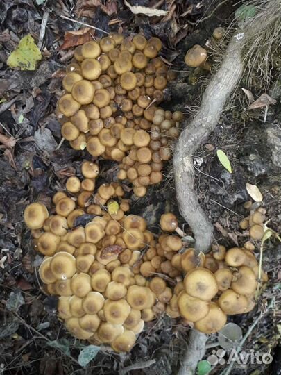 Грибы опята