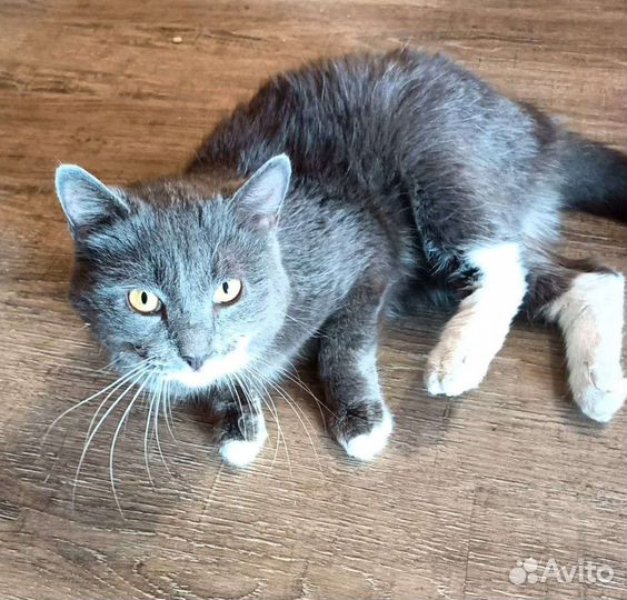 Котик Шон