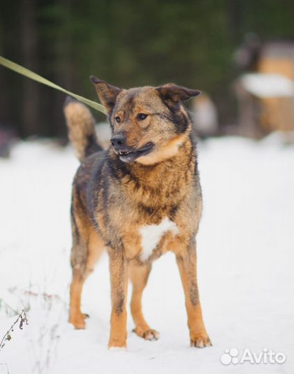 Грей ищет дом