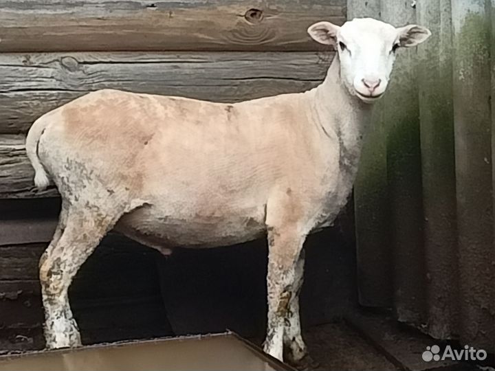 Катумский баран