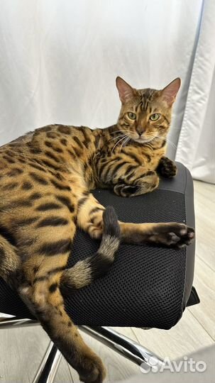 Бенгальский кот вязка