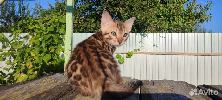 Бенгальские котята
