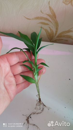 Кордилина зеленая