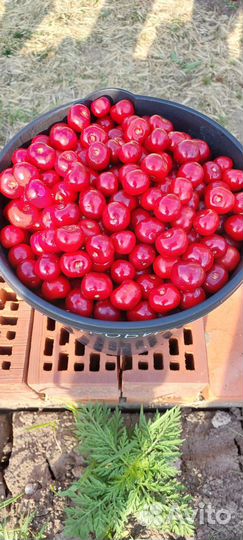 Продам черешню бычье сердце