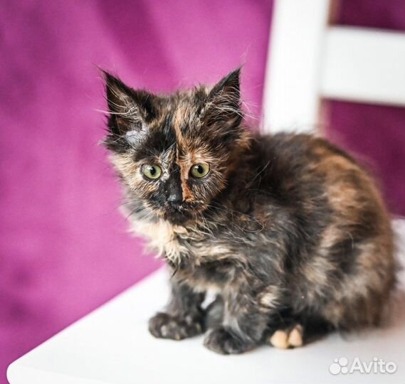 Котята, девочки, 2 мес