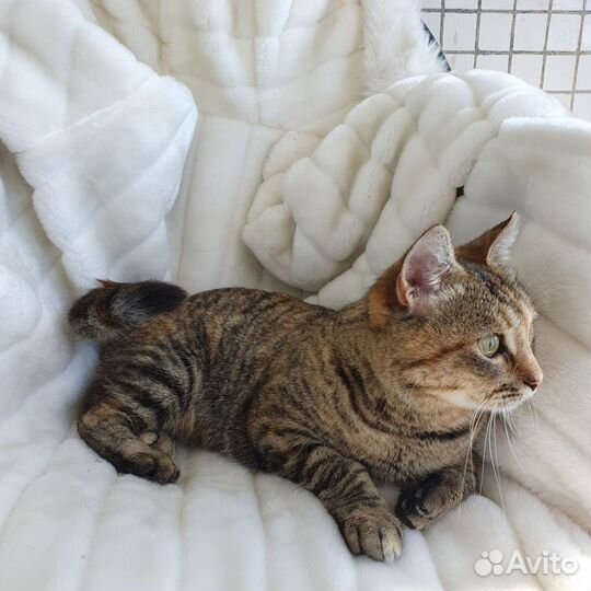 Кошка трехцветка для счастья в доме