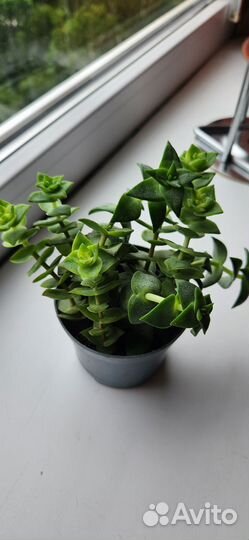 Крассула перфората обмен