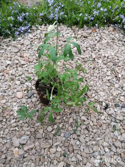 Цветы многолетники