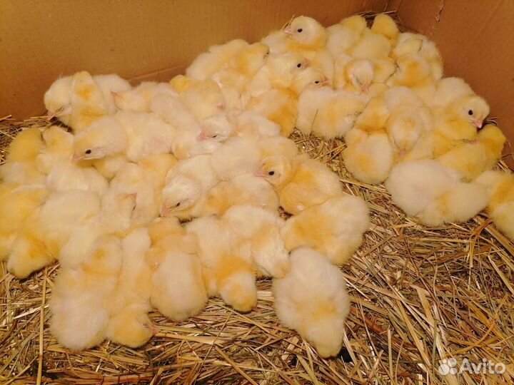 Цыплята бройлеры кобб 500 (суточные)