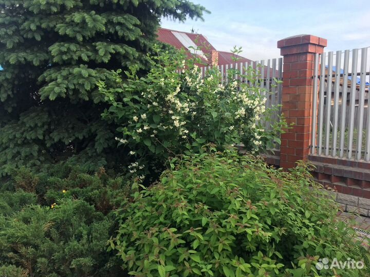 Жасмин(чубушник)