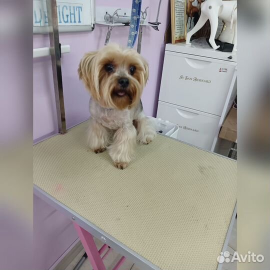 Стрижка собак грумер