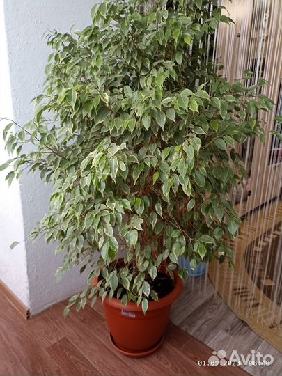Фикус бенджамина большой