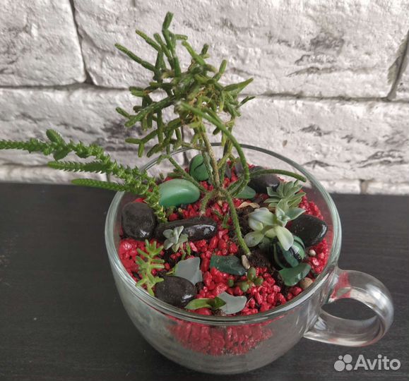 Флорариум суккуленты