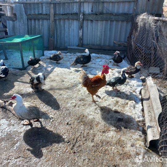 Утки шипуны