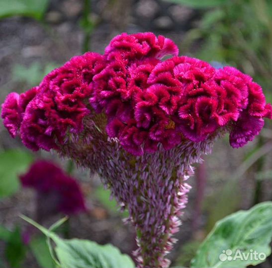 Целозия. Семена цветов