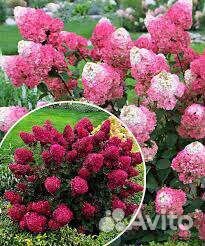Самарская Лидия гортензия