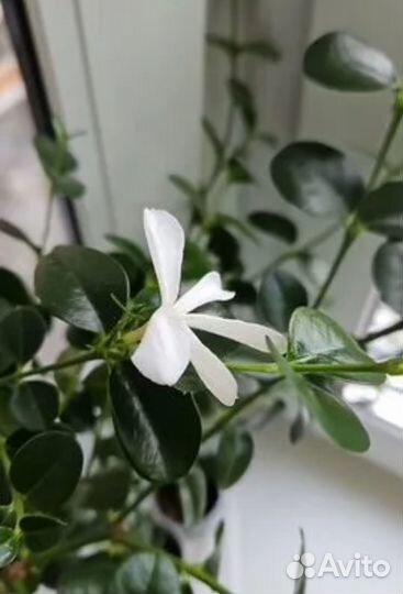 Карисса грандифлора, 3 в 1