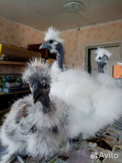 Цыплята Шолковых