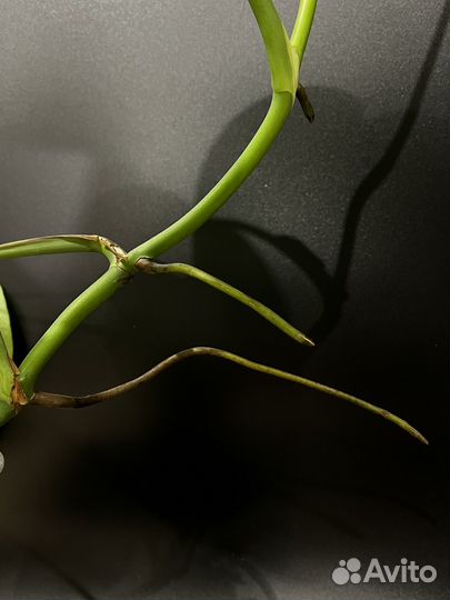 Монстера деликатесная