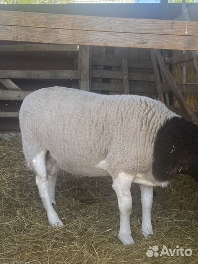 Боран дорпер