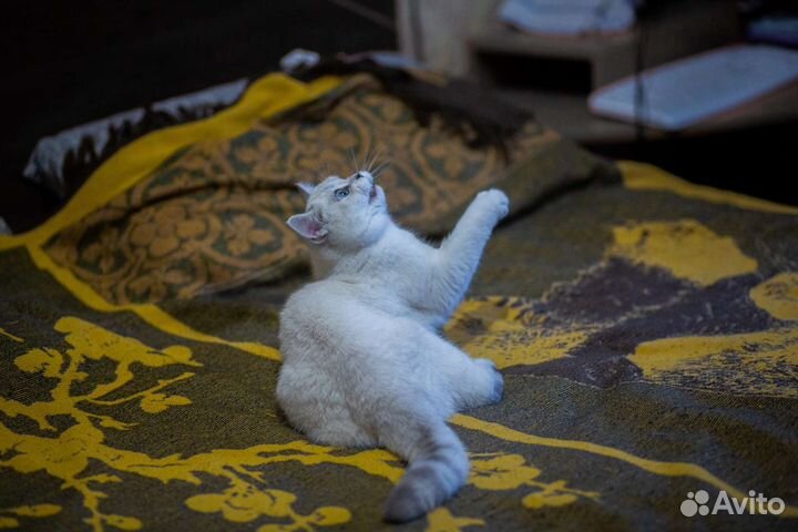 Британская кошка ищет кота для вязки