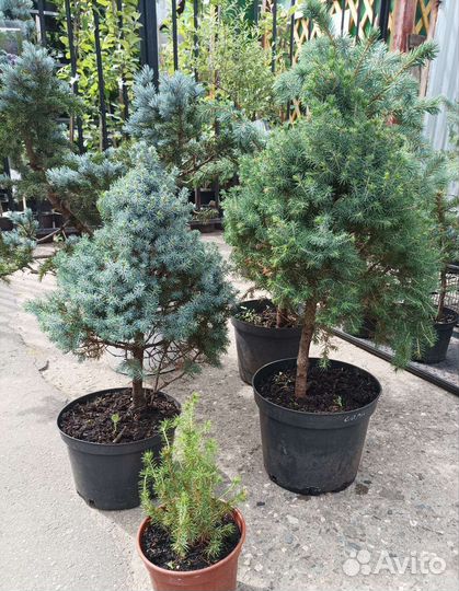 Ель голубая, Глаука глабоза, Сандерс блю, Коника