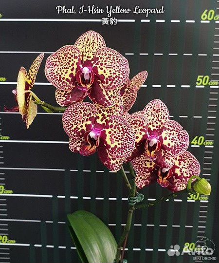 Орхидея Желтый леопард