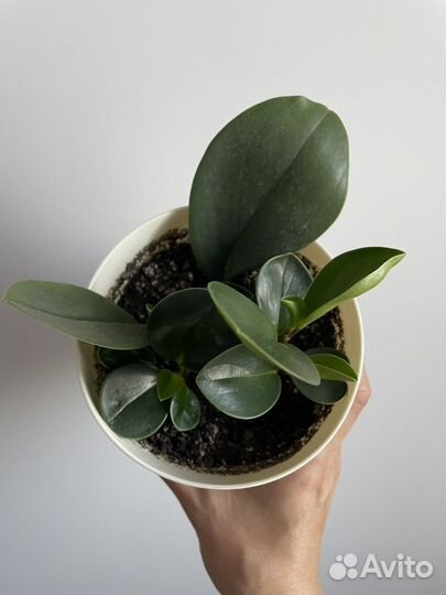 Пеперомия, плектрантус