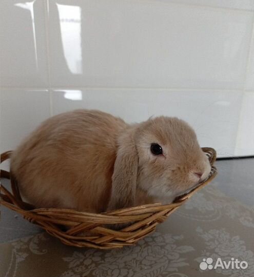 Карликовый кролик рексобарашек