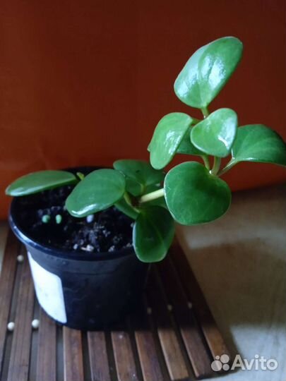 Пеперомия Хоуп