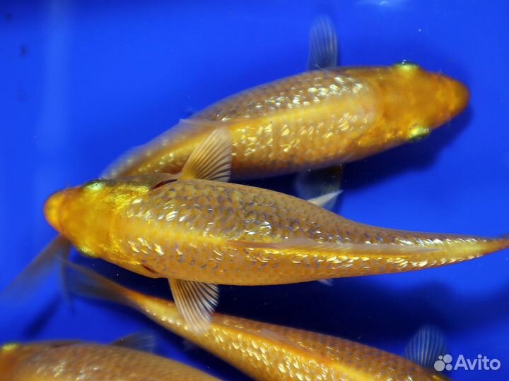 Карпы кои доставка по России