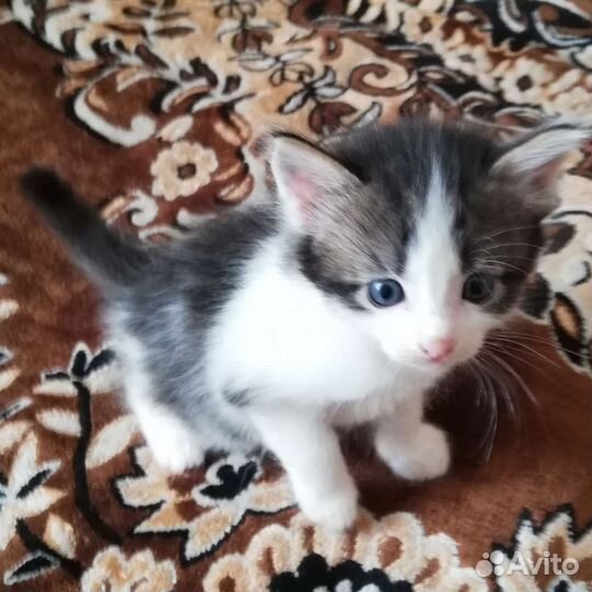 Котята норвежской лесной кошки