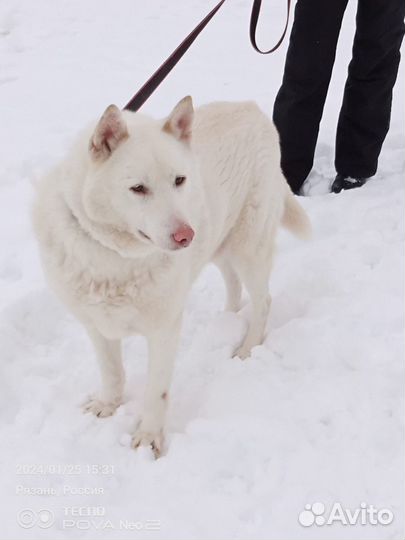 Собака метис