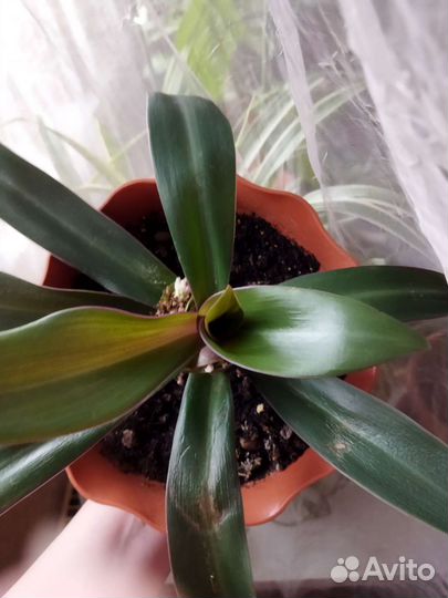 Традесканция рео. Комнатные цветы