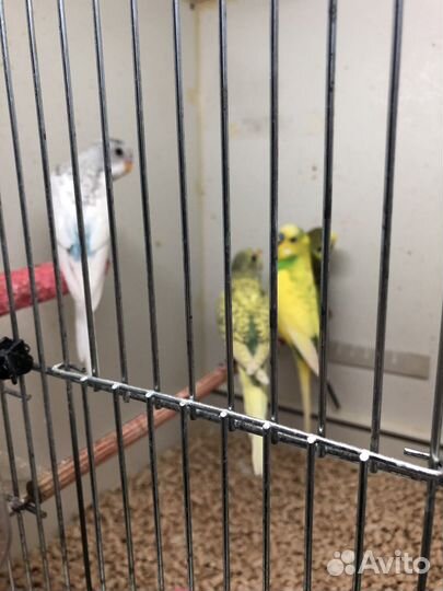 Волнистый попугай