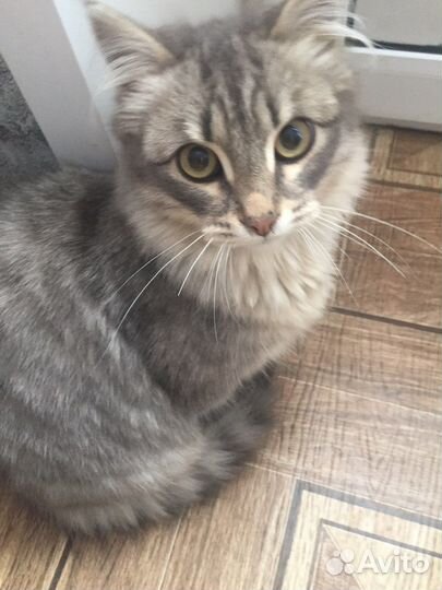 Маленький котик