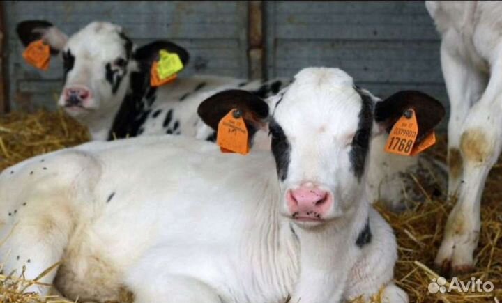 Бычки телки