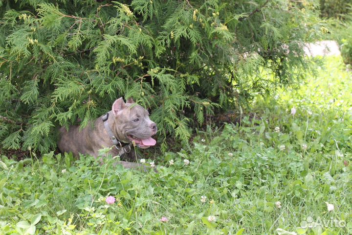 Красавчики