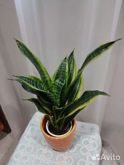 Сансевьера