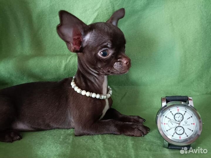 Чихуахуа mini 1 кг