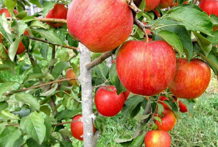 Участок 5 сот. (СНТ, ДНП)