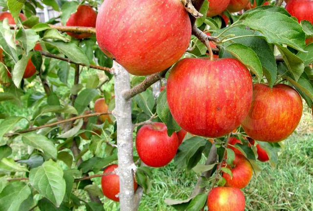 Участок 5 сот. (СНТ, ДНП)