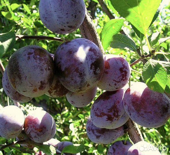 Саженцы колоновидной сливы Блю Свит