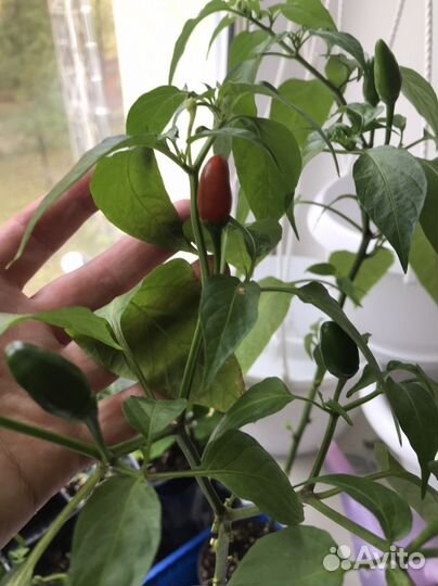 Перец чили острый комнатный