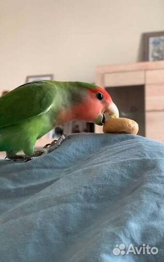 Попугай неразлучник с клеткой